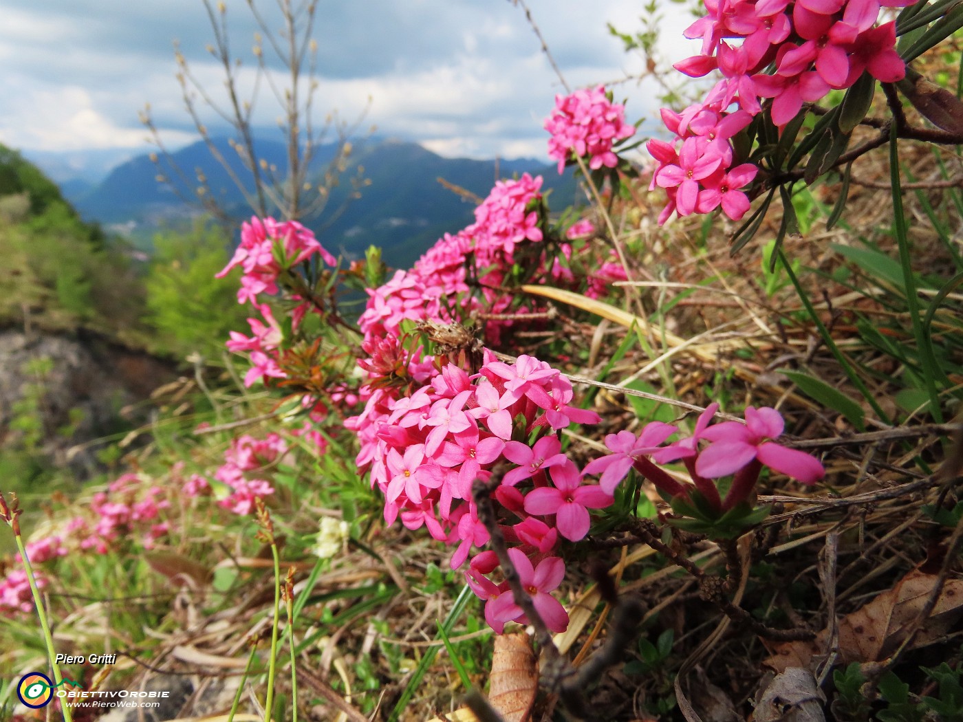 04 Daphne cneorum (Cneoro) coloratissima e profumatissima.JPG